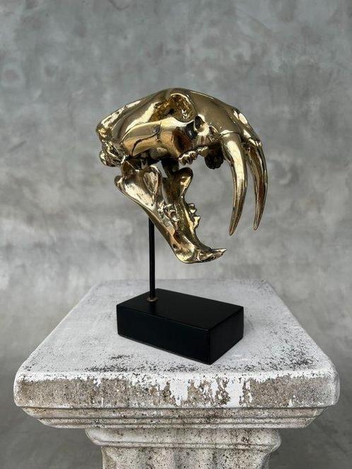 Statue, NO RESERVE PRICE - Saber Tooth Tiger Skull -, Antiek en Kunst, Curiosa en Brocante