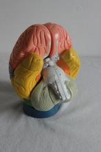 Anatomisch model- Vinyl plastic - 2000-2010, Antiquités & Art