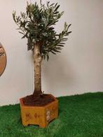 Olijf bonsai (Olea europaea) - Hoogte (boom): 60 cm - Diepte