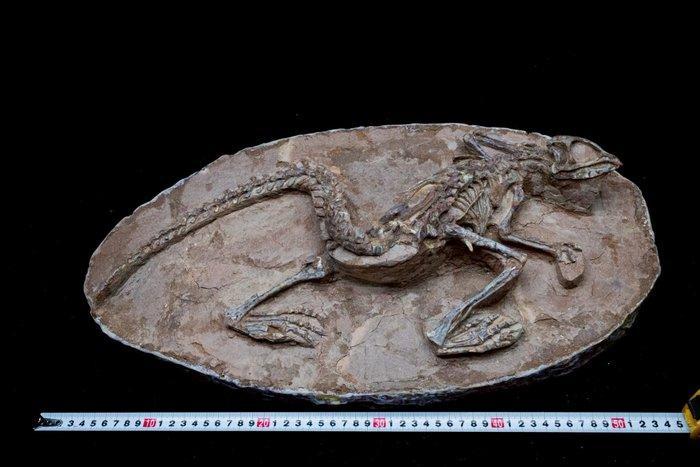 Dinosaurus - Gefossiliseerd dier - Jeholosaurus - 53 cm - 30, Verzamelen, Mineralen en Fossielen