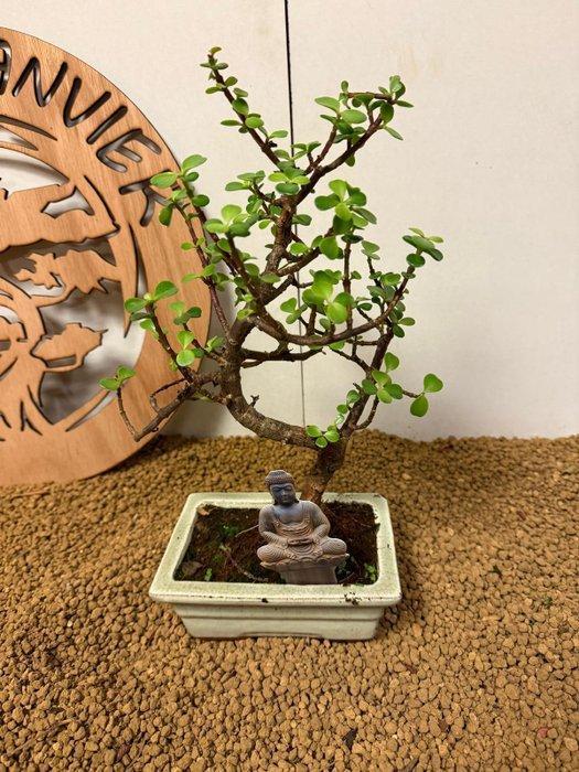 Jade bonsai (Crassula/Portulacaria) - Hoogte (boom): 29 cm -, Antiek en Kunst, Curiosa en Brocante