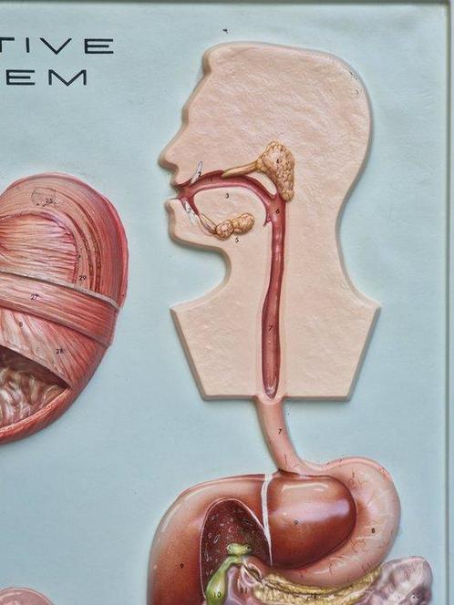 Anatomisch model - Plastic - 1950-1960 - Digestive System, Antiek en Kunst, Antiek | Wandborden en Tegels