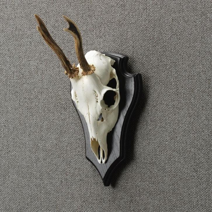Reebok Schedel Taxidermie Opgezette Dieren By Max, Verzamelen, Dierenverzamelingen, Opgezet dier, Nieuw, Wild dier, Ophalen of Verzenden