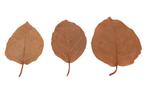 Blad bat leaves ca. 13-18cm. +/- 15pc oranje, Hobby & Loisirs créatifs, Bricolage