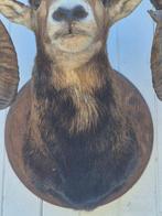 Mouflon Taxidermie wandmontage - Ovis aries musimon - très, Nieuw
