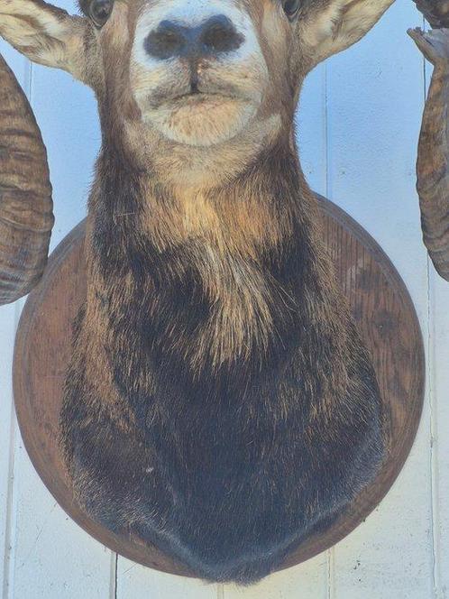 Mouflon Taxidermie wandmontage - Ovis aries musimon - très, Verzamelen, Dierenverzamelingen