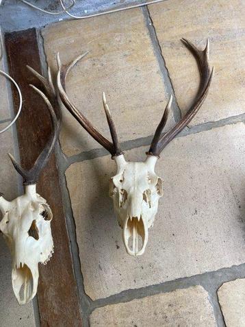 Hert Schedel met gewei - cervidé - 92 cm - 52 cm - 16 cm - beschikbaar voor biedingen