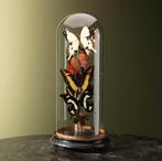 Vlinders in Stolp Taxidermie Opgezette Dieren By Max, Verzamelen, Ophalen of Verzenden, Nieuw, Insect, Opgezet dier