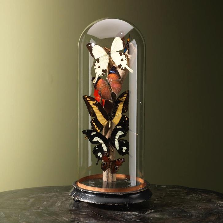 Vlinders in Stolp Taxidermie Opgezette Dieren By Max, Collections, Collections Animaux, Enlèvement ou Envoi