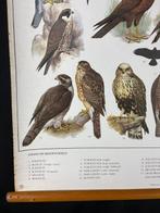 Anonymous - Nederlandse Vereniging tot Bescherming van