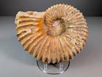 Mooie en grote ammoniet - Gefossiliseerde schelp -, Verzamelen, Mineralen en Fossielen