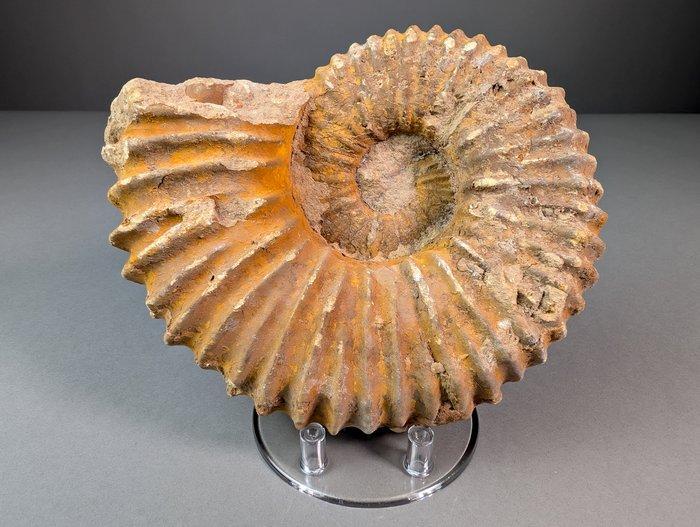 Mooie en grote ammoniet - Gefossiliseerde schelp -, Verzamelen, Mineralen en Fossielen