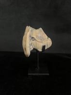 Bovenmolaar van de Sumatraanse neushoorn - Fossiele tand -