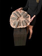 Dinosaure - Œuf fossilisé - Eccezionale nido con 12 uova di