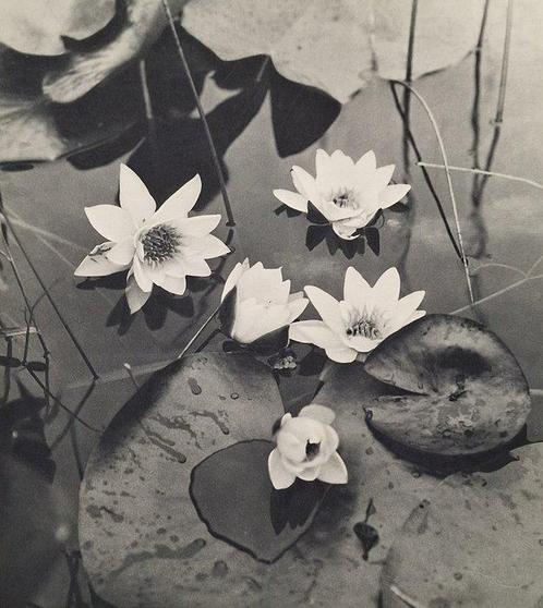 Noël Le Boyer (1883-1967) - Nénuphars, Antiek en Kunst, Kunst | Schilderijen | Modern