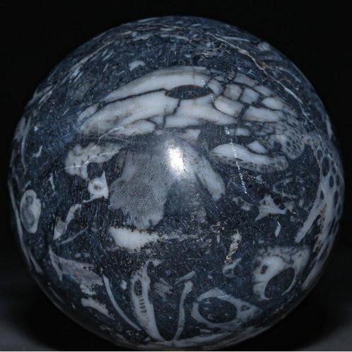 Sphère fossile en marbre noir avec fossiles dOrthoceras -, Verzamelen, Dierenverzamelingen