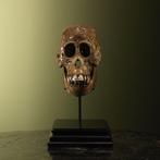Orang-oetan Schedel - Pongo pygmaeus - 29 cm - 16 cm - 17, Verzamelen, Dierenverzamelingen, Nieuw