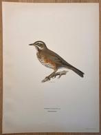 Von Wright brothers & Bror Halberg - Redwing lithographic