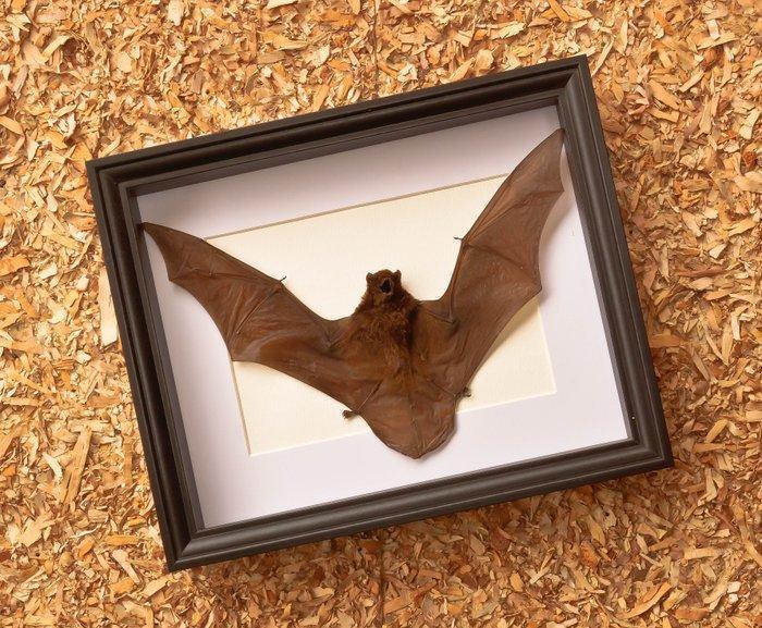 Painted Vesper Bat - framed Taxidermie volledige montage -, Antiek en Kunst, Curiosa en Brocante