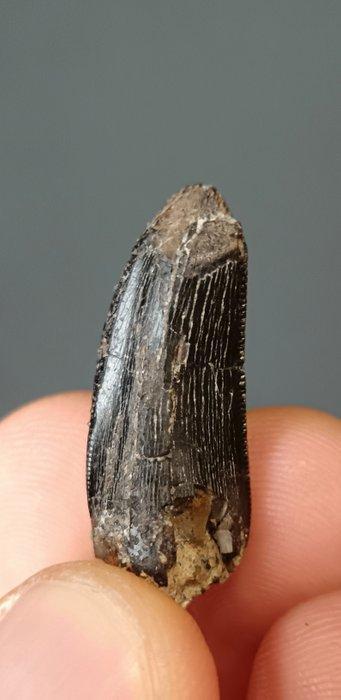 Dinosaurus - Fossiele tand - Torvosaurus Tanneri - 31 mm, Verzamelen, Mineralen en Fossielen