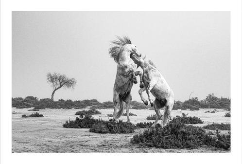 Jeffrey Van Daele - Stallion Showdown, Antiek en Kunst, Kunst | Schilderijen | Modern