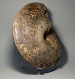 Ammoniet - Gefossiliseerde schelp - Choffaticeras segne - 25, Verzamelen