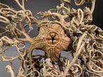 Mandsterren (Ophiuroidea) Taxidermie volledige montage -, Nieuw