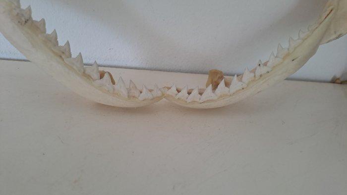 Haai Taxidermie volledige montage - Hexanchus griseus - 17, Antiek en Kunst, Curiosa en Brocante