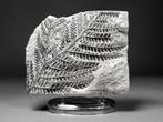 Fossiele zaadloze varens - Gefossiliseerde plant -