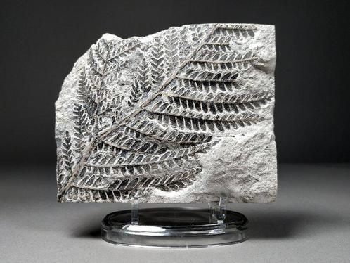Fossiele zaadloze varens - Gefossiliseerde plant -, Verzamelen, Mineralen en Fossielen