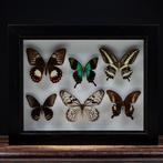 Exposition entomologique Support mural pour taxidermie -, Collections, Collections Animaux