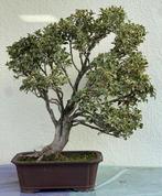Osmanthus fragrans variegated – witte geurige bloeiende, Antiek en Kunst