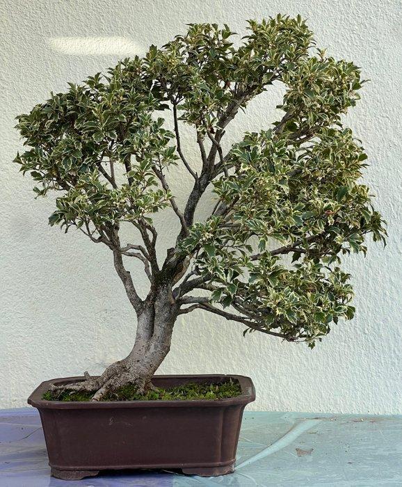 Osmanthus fragrans variegated – witte geurige bloeiende, Antiek en Kunst, Curiosa en Brocante