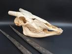 Gemsbok Schedel - Oryx gazella - skull + horns - 24 cm - 36, Verzamelen, Dierenverzamelingen, Nieuw