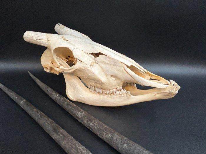 Gemsbok Schedel - Oryx gazella - skull + horns - 24 cm - 36, Verzamelen, Dierenverzamelingen