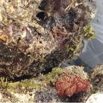 Wild levend steen Indonesia 10Kg., Dieren en Toebehoren, Vissen | Aquariumvissen