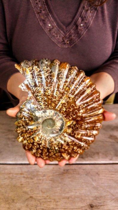 Fossielen Ammoniet Nautilus - Fossiel skelet - Cleoniceras -, Verzamelen, Dierenverzamelingen