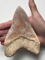 Grote Megalodon tand 14,3 cm - Fossiele tand - Carcharocles, Verzamelen, Mineralen en Fossielen