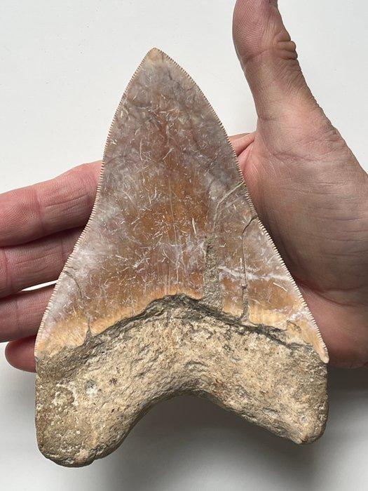 Grote Megalodon tand 14,3 cm - Fossiele tand - Carcharocles, Verzamelen, Mineralen en Fossielen