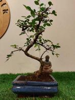 Bonsaï Orme Japonais (Zelkova) - Hauteur (arbre) : 27 cm -