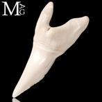 Requin Ensemble de dents - Isurus oxyrinchus - 46 mm - 20 mm, Collections