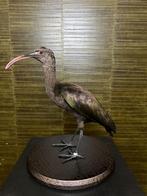 Puna-ibis Taxidermie Opgezette Dieren By Max, Verzamelen, Dierenverzamelingen, Ophalen of Verzenden, Nieuw, Vogel, Opgezet dier