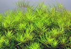 Limnophila sp. Vietnam - In Vitro, Animaux & Accessoires, Verzenden