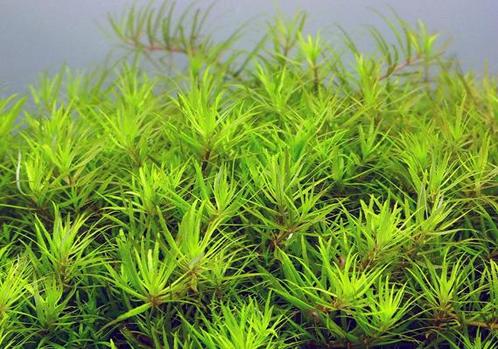 Limnophila sp. Vietnam - In Vitro, Dieren en Toebehoren, Vissen | Aquaria en Toebehoren, Nieuw, Verzenden