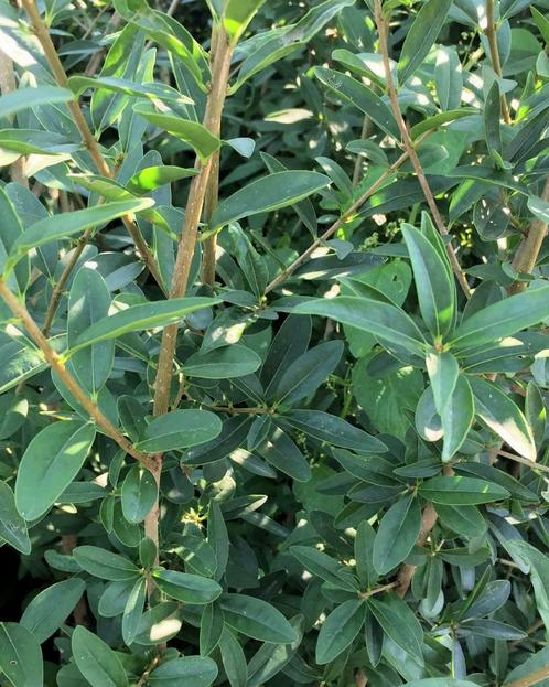 Wintergroene liguster Ligustrum vulgare Atrovirens kopen, Jardin & Terrasse, Plantes | Arbustes & Haies