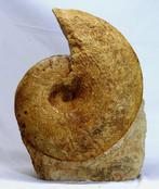 Grote decoratieve ammoniet op een zelfstaande steen. -