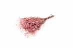 Gepreserveerd gips gipskruid berry roze 60cm. 55gr, Nieuw