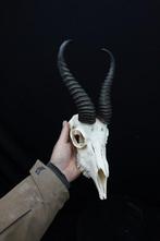 Springbok Schedel - Antidorcas marsupialis - 0 cm - 0 cm - 0, Nieuw