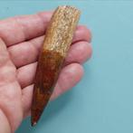 Dinosaurus - Fossiele tand - Spinosaurus aegyptiacus - 105