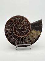 Ammoniet - Gefossiliseerd dier - Aioloceras (Cleoniceras)